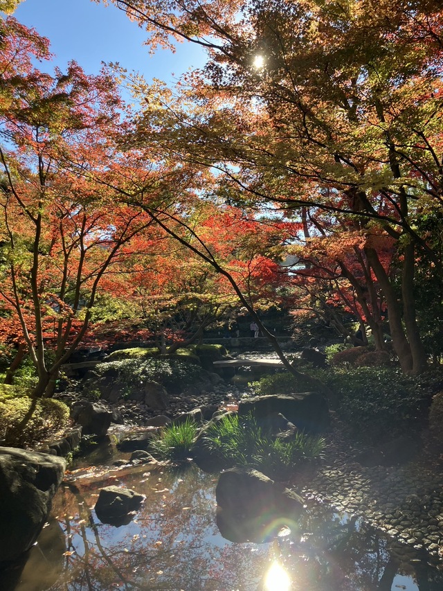 第 19 回 モミジ (@大田黒公園)